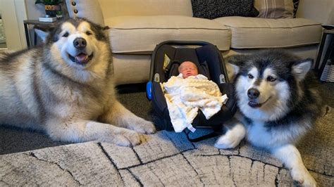 how is phil doing in my life with malamutes|Phil The Malamute Dog Meets Newborn Baby For The First Time .